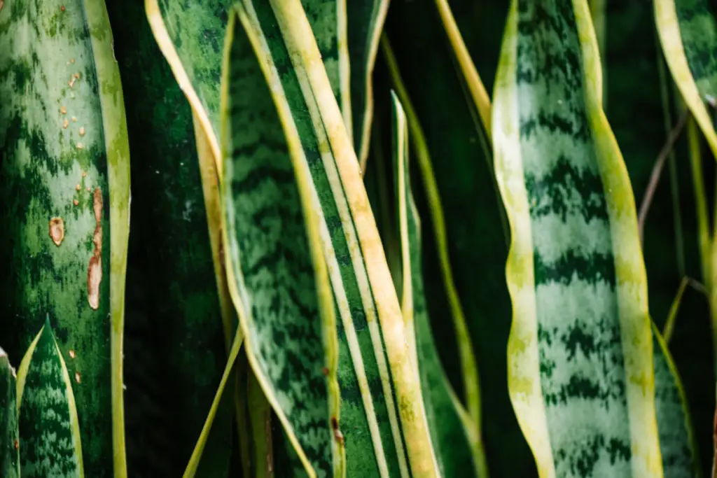 Signs To Look Out For To Know If Your Snake Plant is Dying