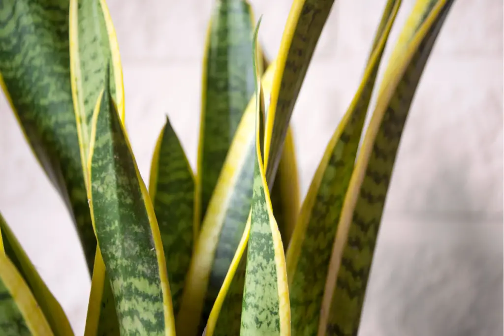Top Signs That Your Snake Plant Is Not In The Right Lighting Location