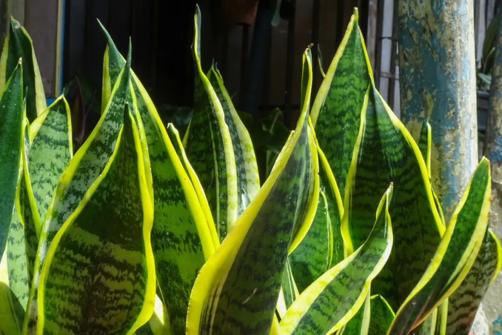 What Are The Causes of Snake Plant Leaves Curling?
