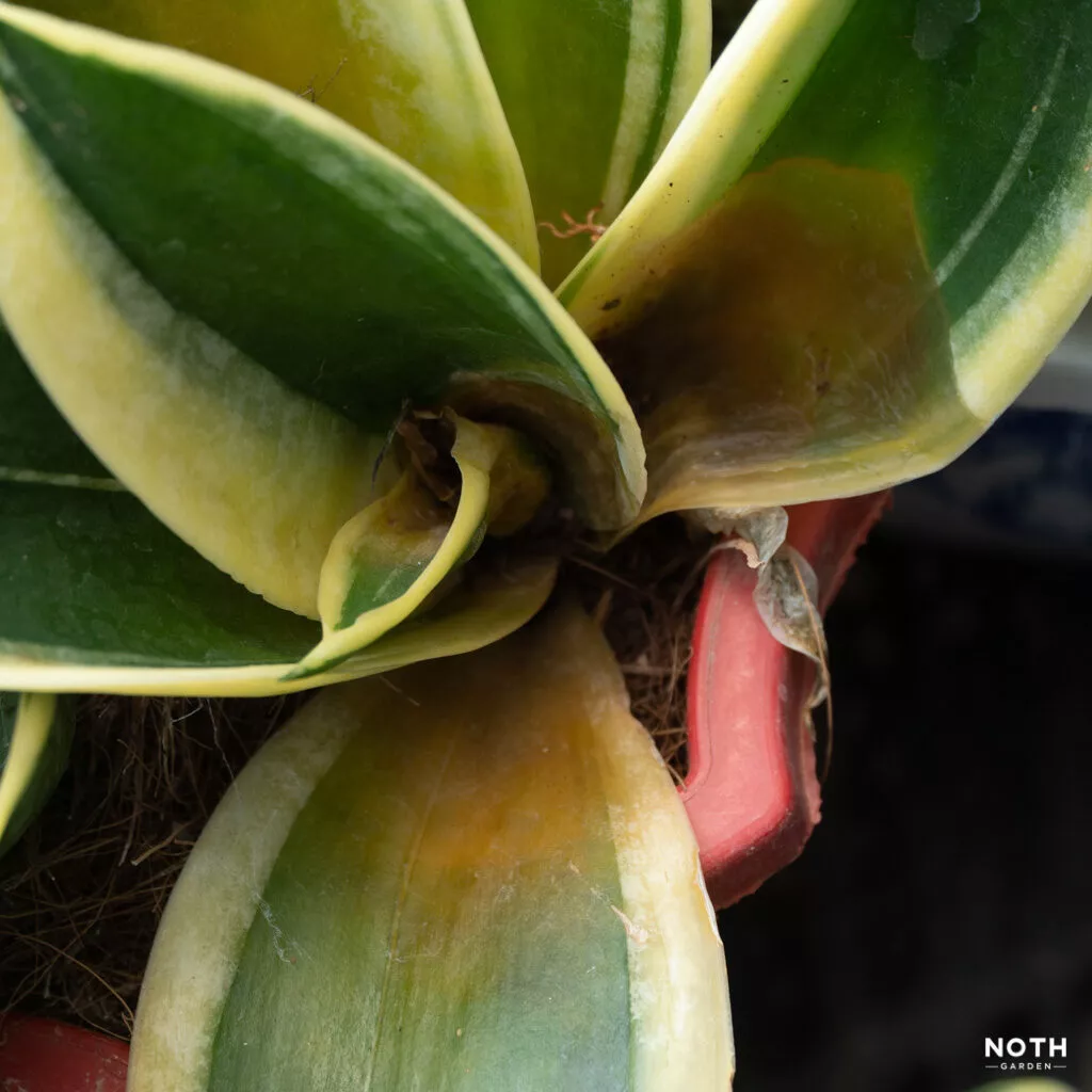 What Are The Causes Of Snake Plants Brown Spots?
