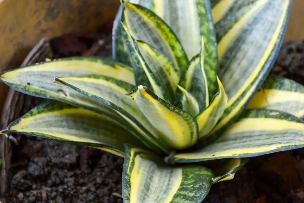 What Size Can Snake Plants Reach?