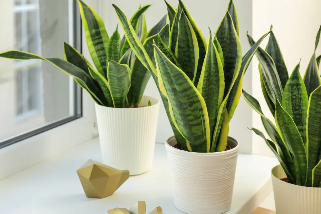 Where Is The Best Placement for Your Snake Plant Indoors?