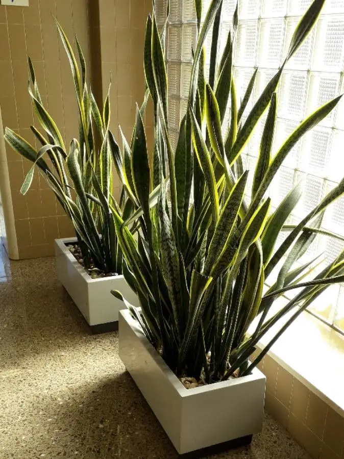 Why Is Light Important For Your Snake Plants?
