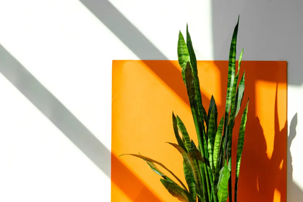 can a snake plant survive direct sunlight
