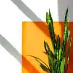 Snake Plants: Can They Survive Under Direct Sunlight? Top Answers and More!