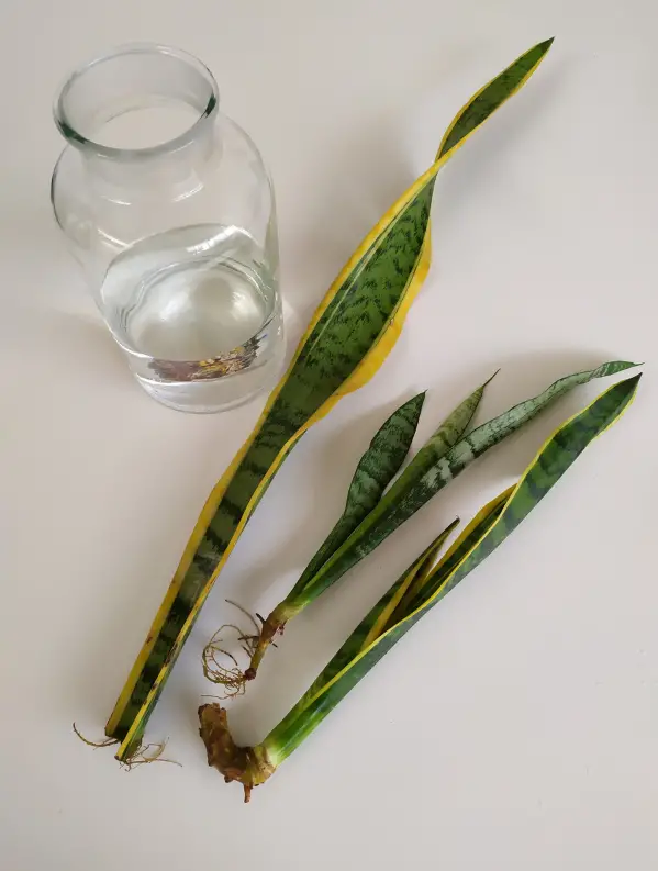 Can snake plants grow in water