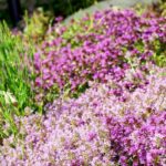 Is Creeping Thyme Invasive? And, How To Control Its Spread? A Comprehensive Guide