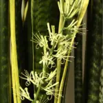 Snake Plant Flowering: Important Tips To Get Your Sansevieria To Bloom And More!