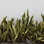 Snake Plants Growth: How Big Do Sansevierias Grow?