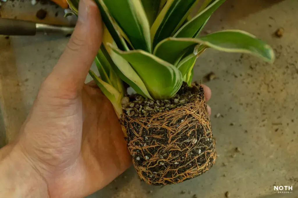 how to fix snake plant root rot