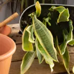Snake Plant Dying: How To Revive It And More Helpful Tips