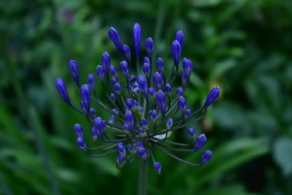Navy blue flowers