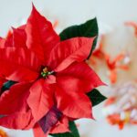 The Best December Birth Flowers (With Pictures)
