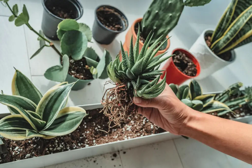 Transplanting shock - how to revive a dying snake plant
