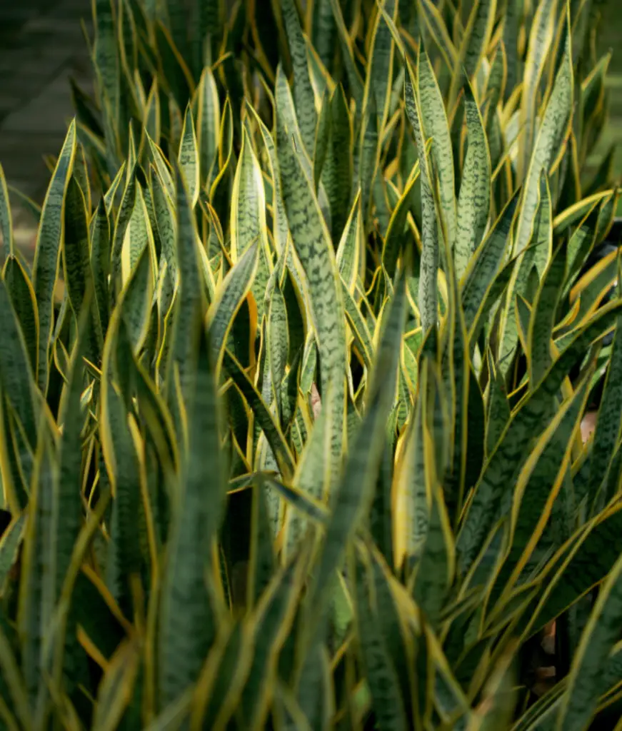 snake plant light requirements