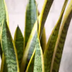 Snake Plant Brown Spots: Top Causes And How To Fix Them