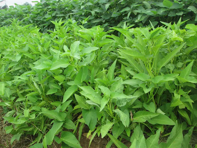 Kangkong - Water Spinach-Types Of Philippine Veggies