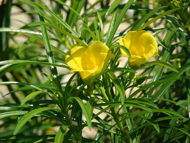 The Yellow Oleander Plant