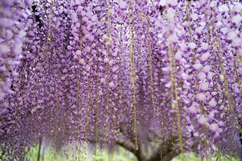 The Japanese Wisteria