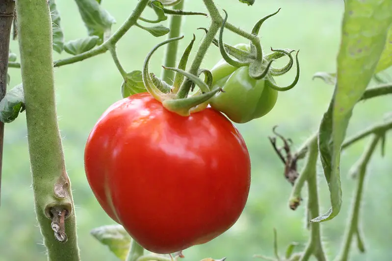 Tomatoes 
