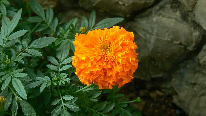 Antigua Orange African Marigold