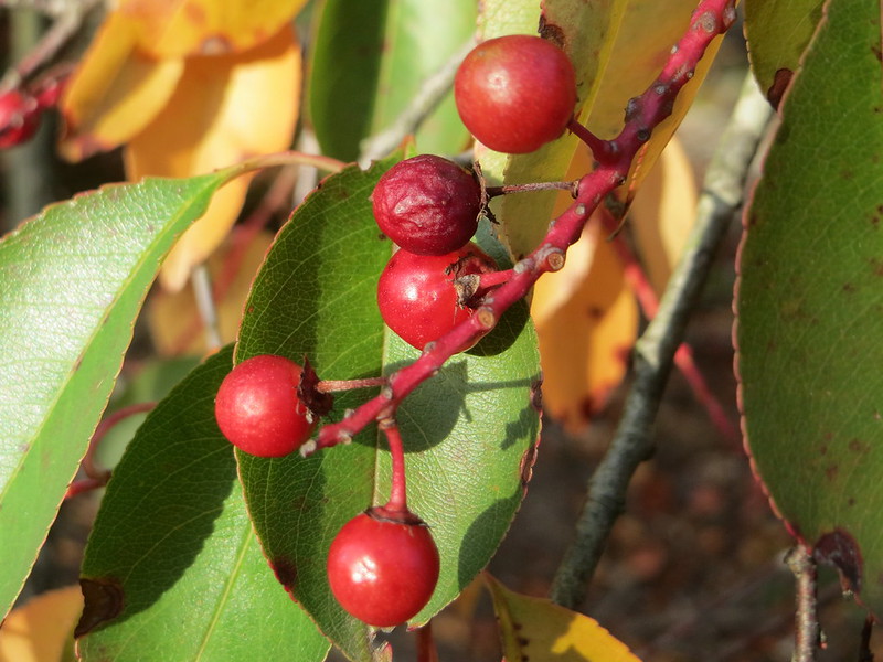 Black Cherry – Prunus Serotina