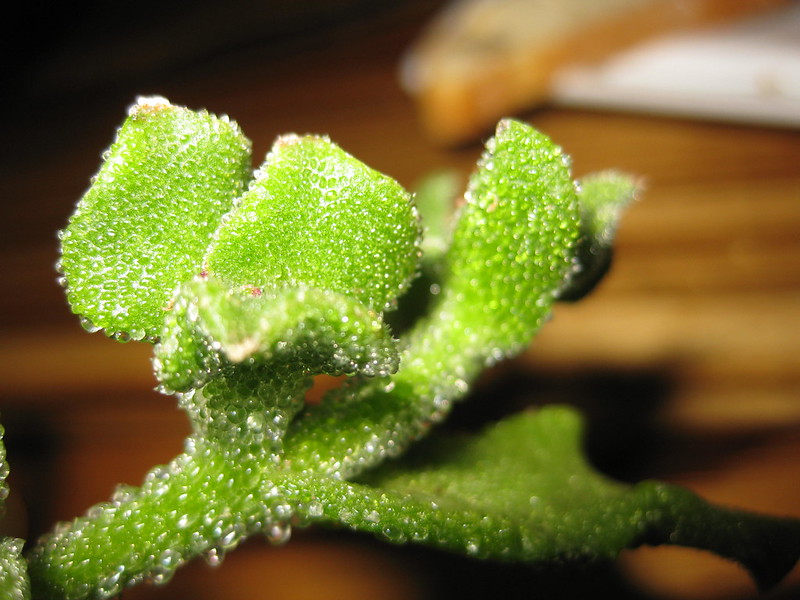 Ice Plant