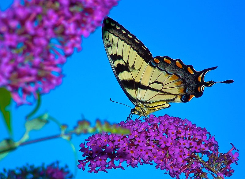 Butterfly Bush 
