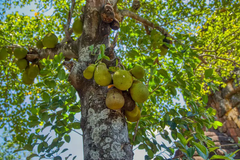 The Jackfruit Tree