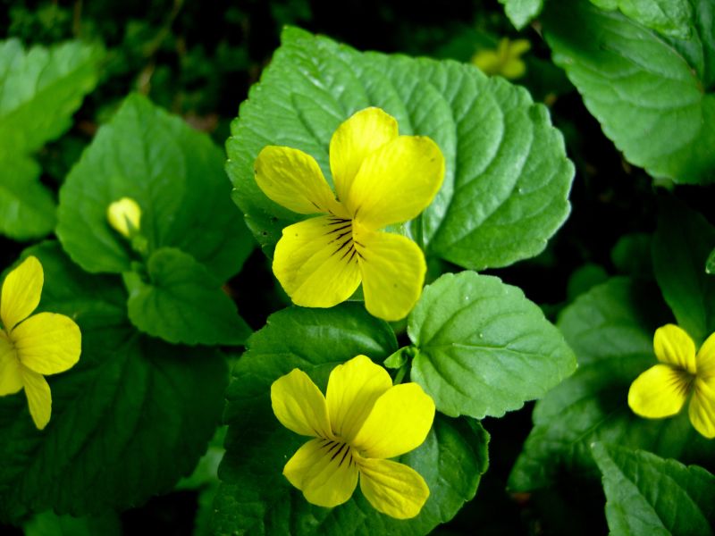 Violet Plants-Smooth Yellow Violet