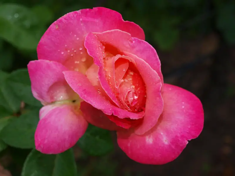 Rose Grape- philippine flowers