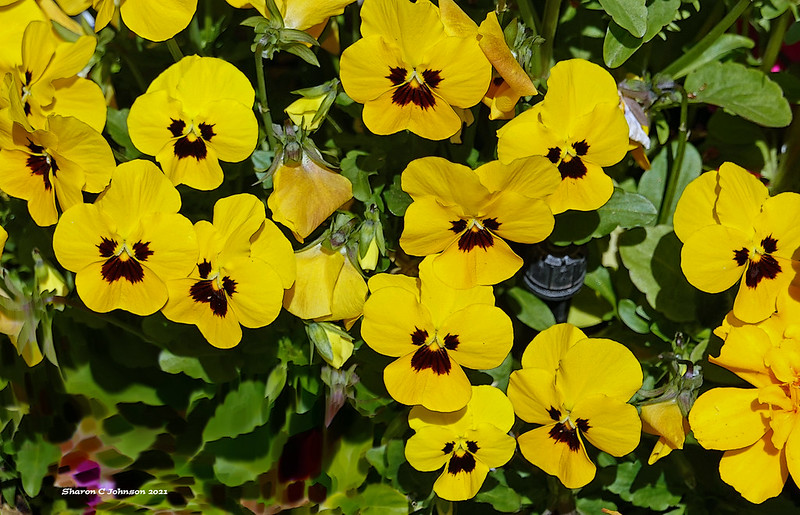 Violet Plants-Yellow Pansy