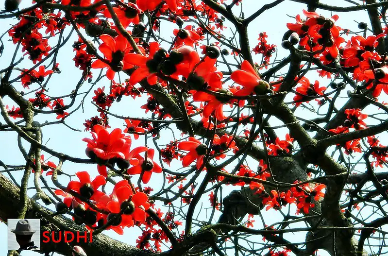 Red Silk-Cotton- philippine flowers