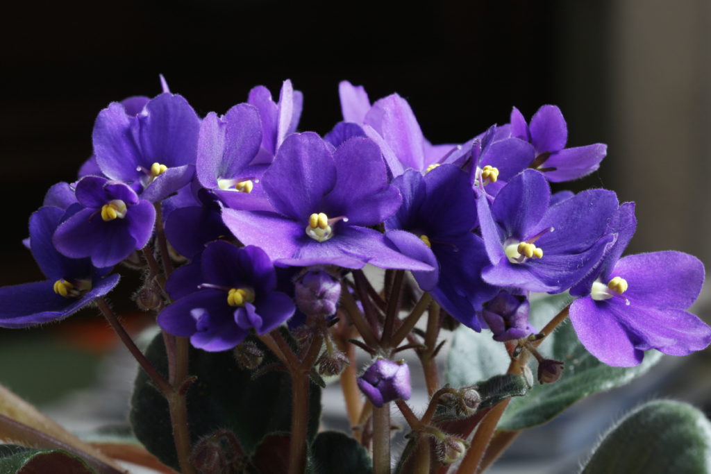African Violets - best plant for office