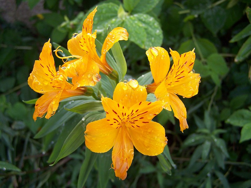 Alstroemeria (Peruvian Lily)