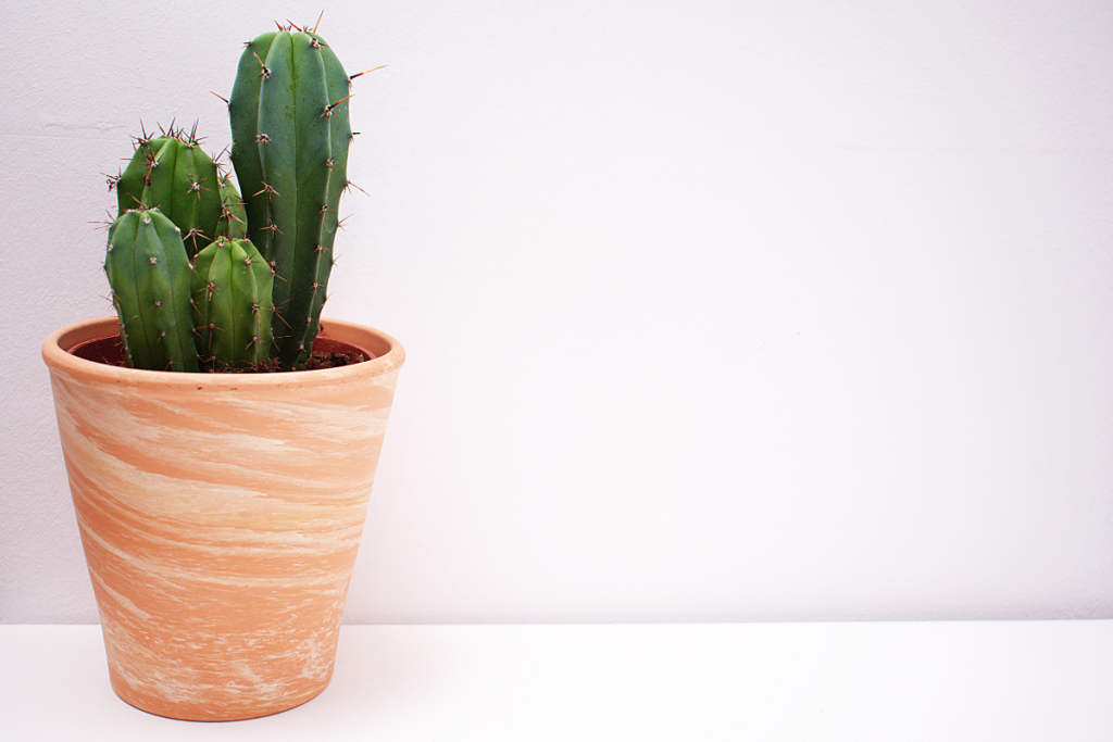 Cactus - best plant for office