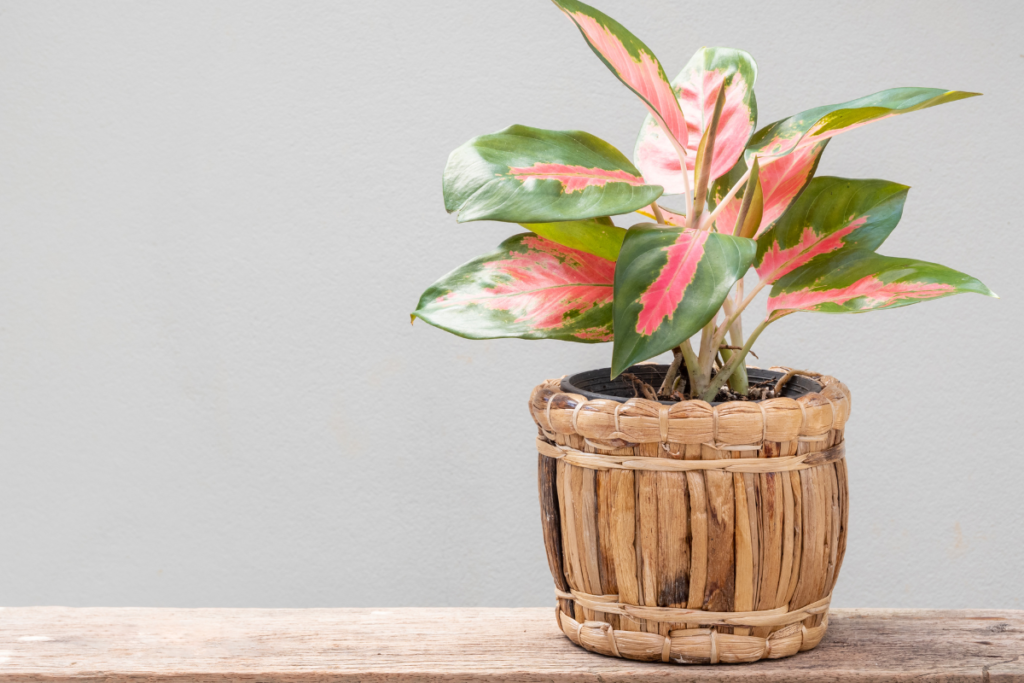 Chinese Evergreen - best plant for office