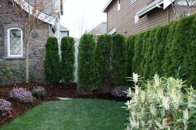 …Consider These When Choosing Privacy Trees!