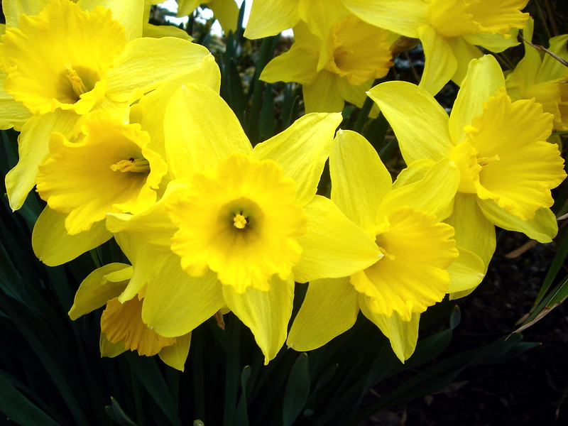 Daffodils 