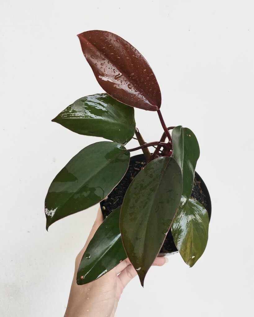 Philodendron Dark Lord Profile