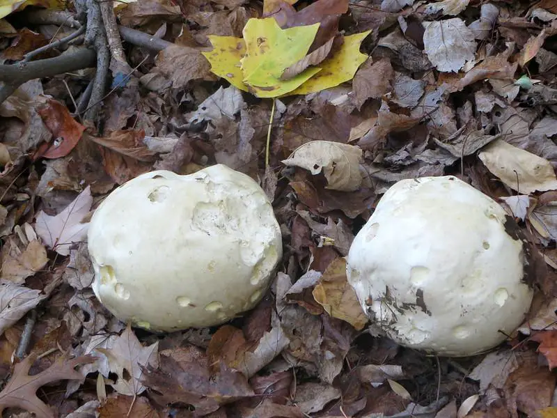 Do White Fungus Balls Smell Bad?