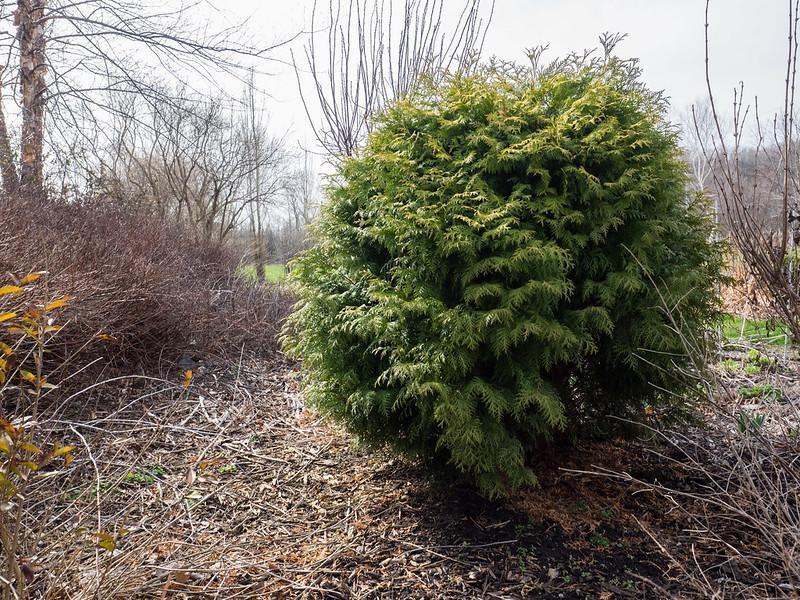 Emerald Green Thuja - cheap fast growing privacy trees