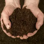 Coffee Grounds for Indoor Plants: All The Benefits and More Planting Tips