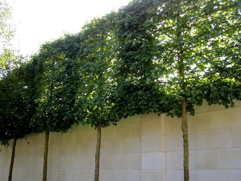 Features Of Good Privacy Trees - cheap fast growing privacy trees