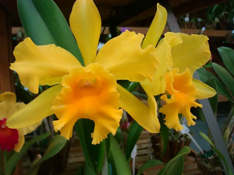 Golden Orchid (Hemerocallis)
