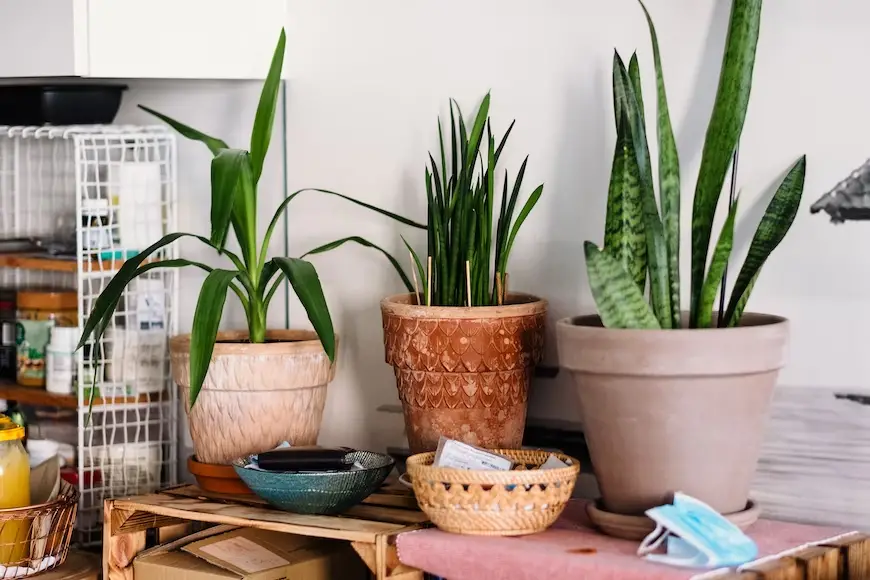 are snake plants toxic to cats