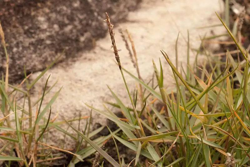 How Fast Does Zoysia Grass Spread?