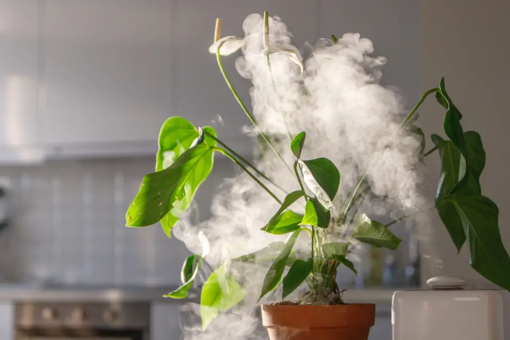 How To Choose The Best Plant Humidifiers For You