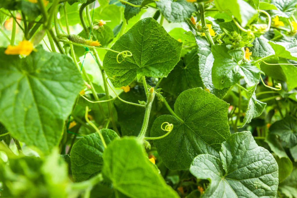 How To Pollinate Cucumber Plants