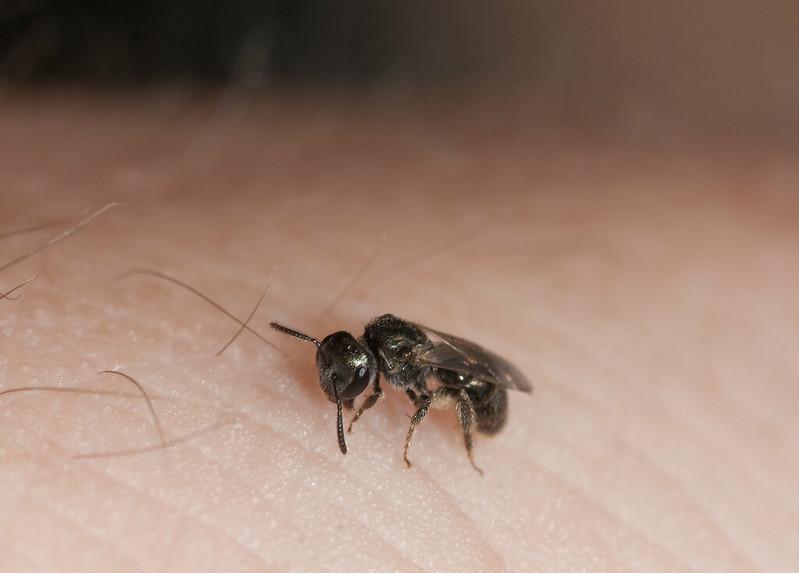 How To Treat A Sweat Bee Sting?
